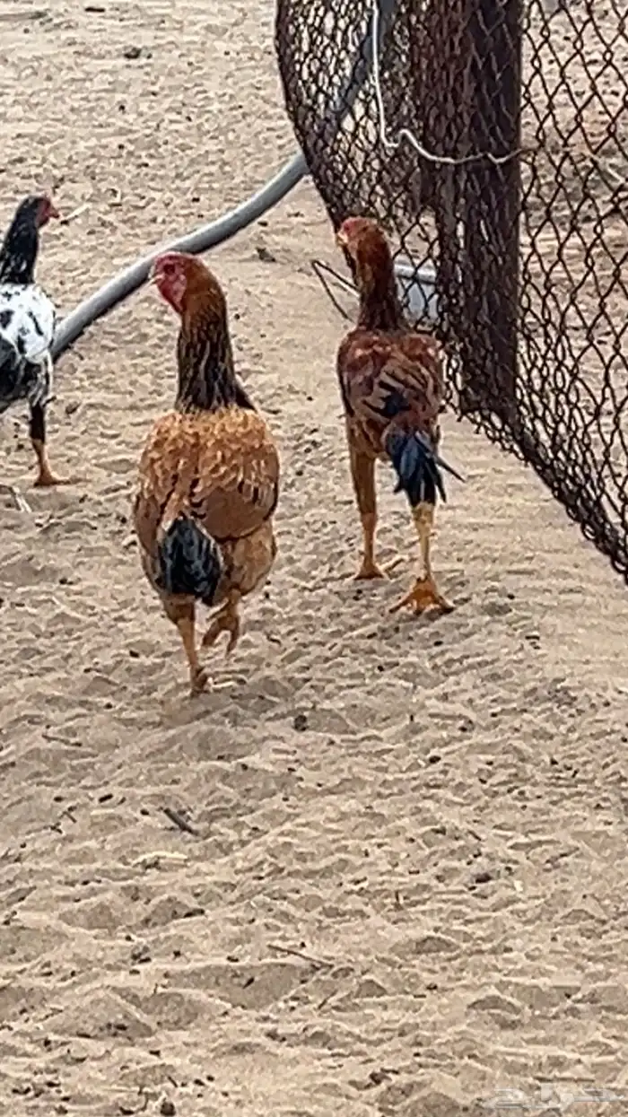 دجاج باكستانية مع ثلاثة 2