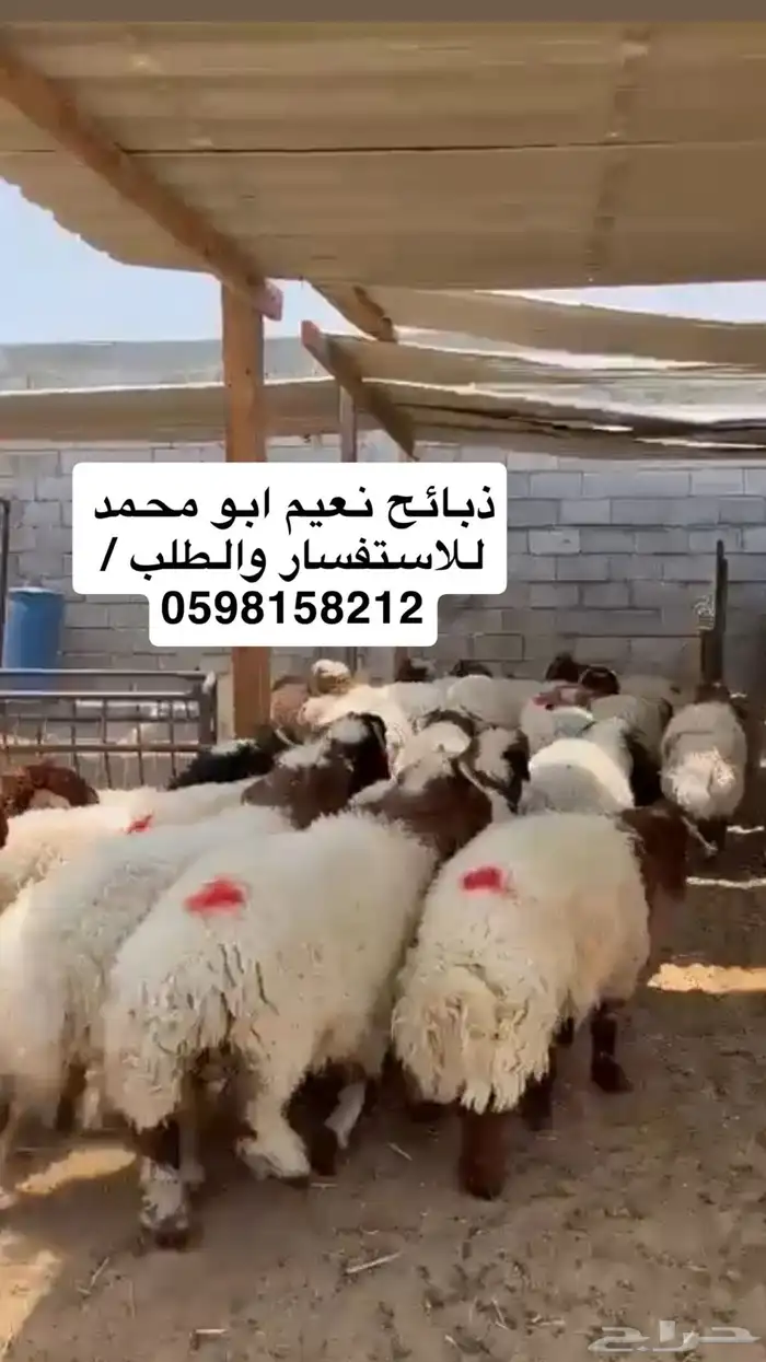 ذبائح في مزرعة المراح بلديه فقط نعيم وحريات ونجديات 0