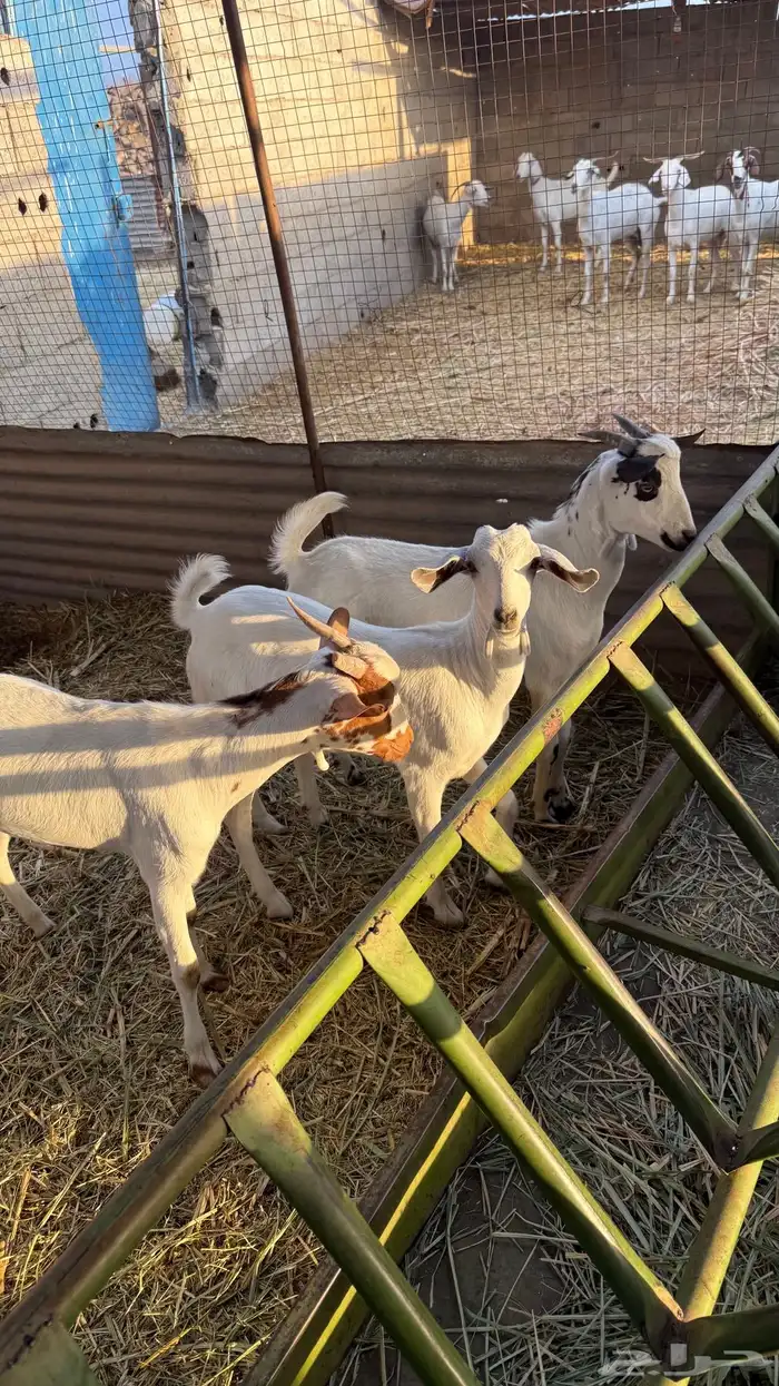 معزا بيشيات 4