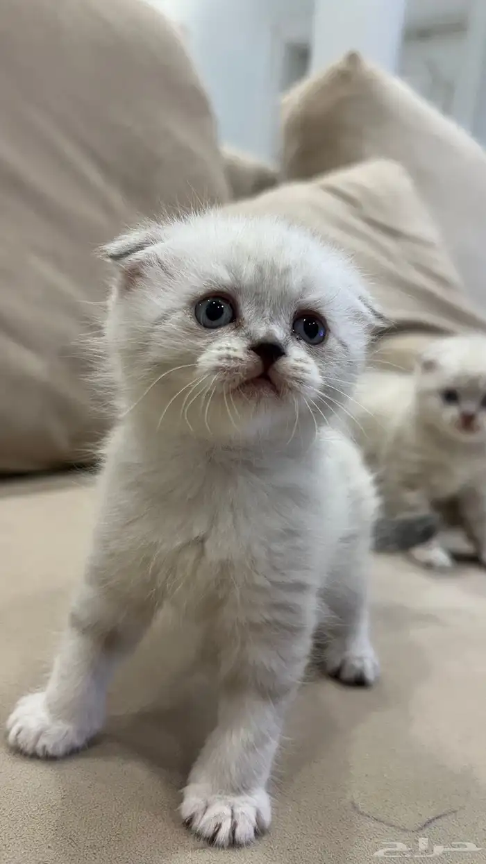 كتن سكوتش فولد 2