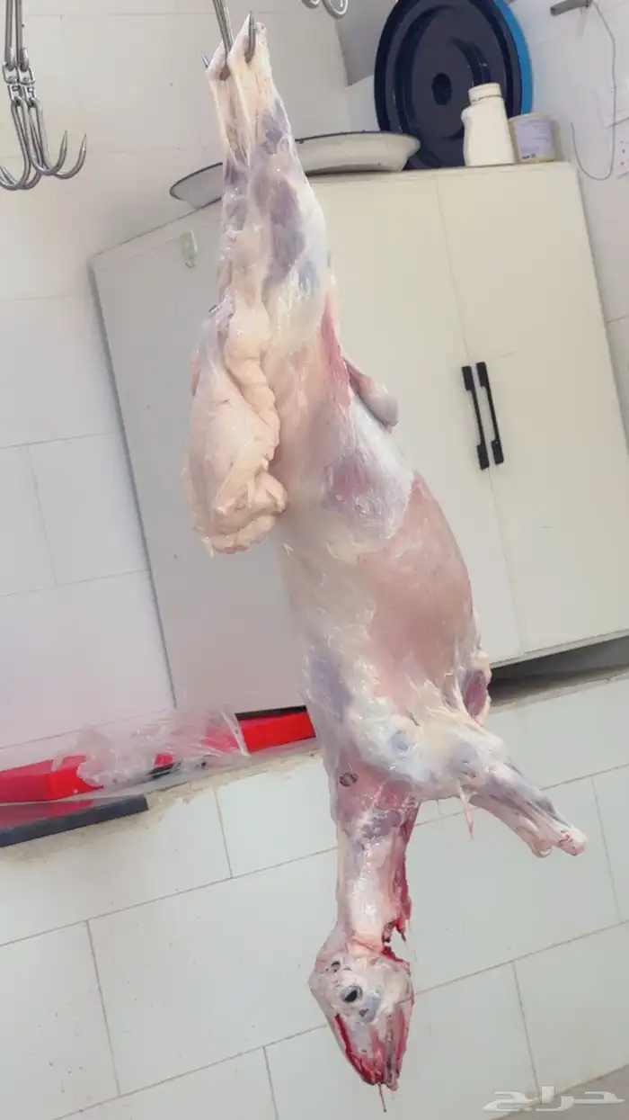 يوجد خرفان ورخال حريه بلدي علي الشرط مع السلخ والتوصيل 1