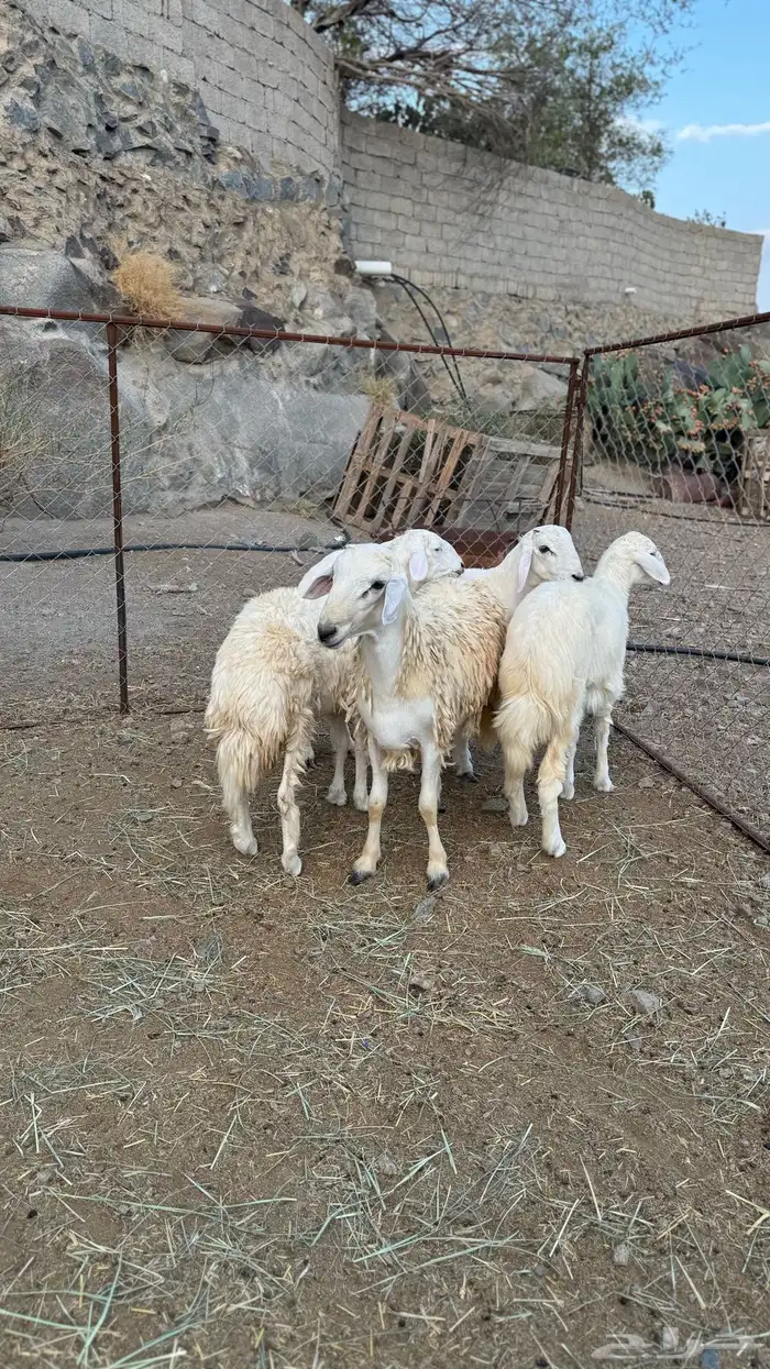 2 طليان 2 رخال ذبايح مقفله 0