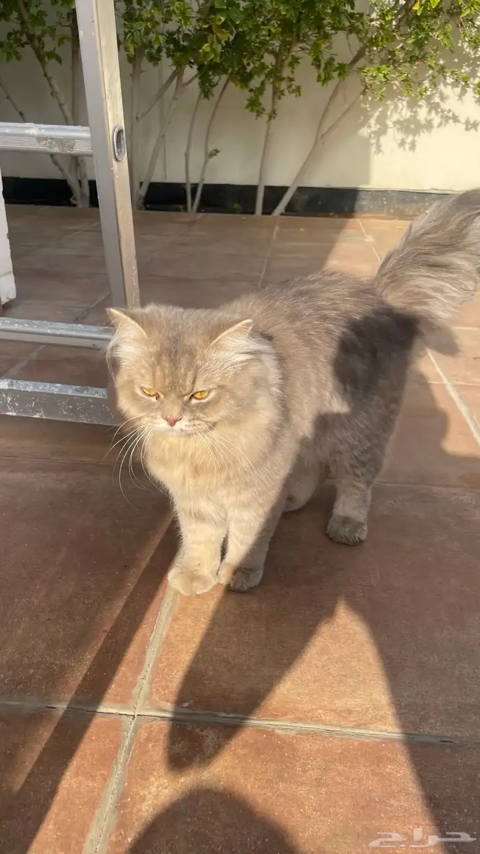 بسيس البف للبيع 0