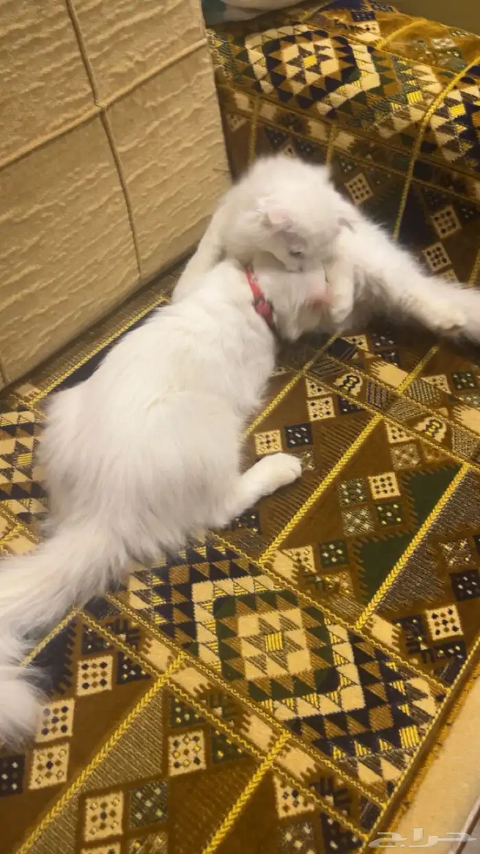 قطط شيرازي 5