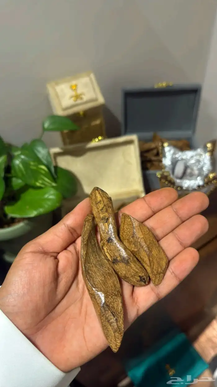 عود موروكي طبيعي تربل سوبر محسن 2