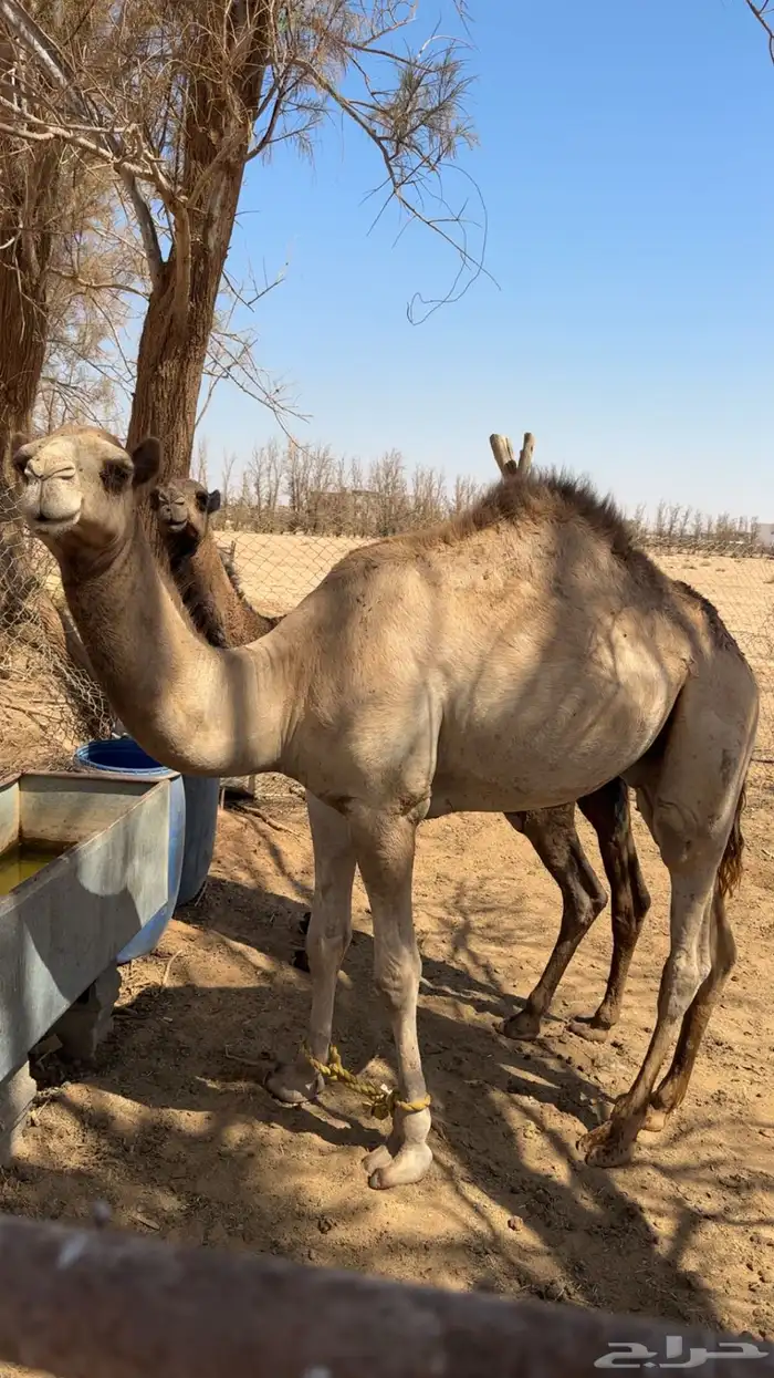 قعود ذبح ولامقنوي 0