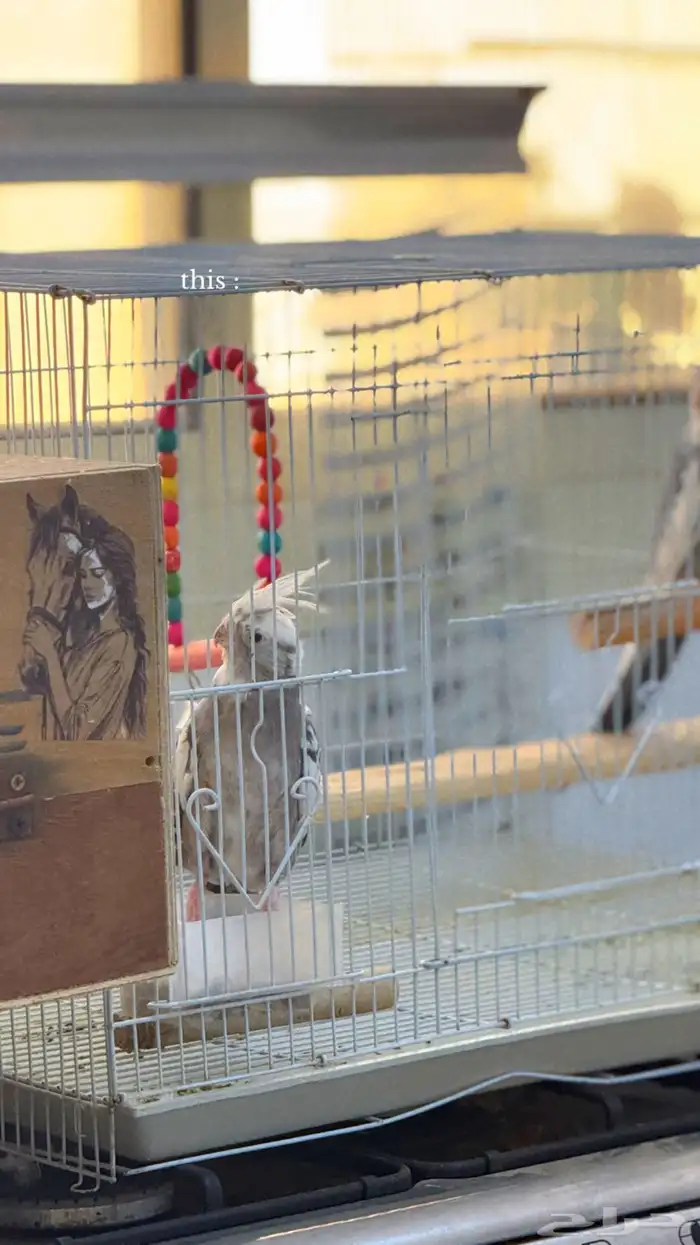 جوز كروان منتج 1