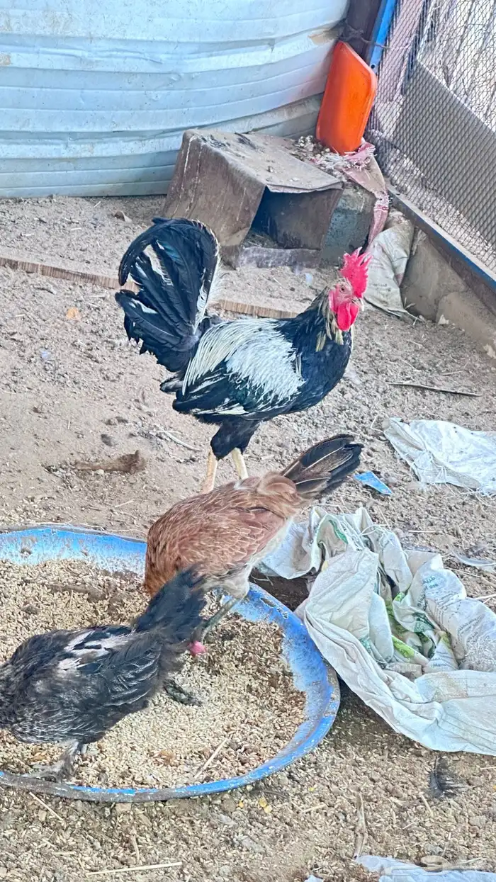 دجاج عربي 1