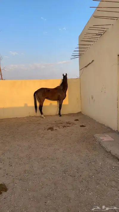 حصان انتاج حصان اسباق له انجازات وله مقطع انطلاقه ودخل index
