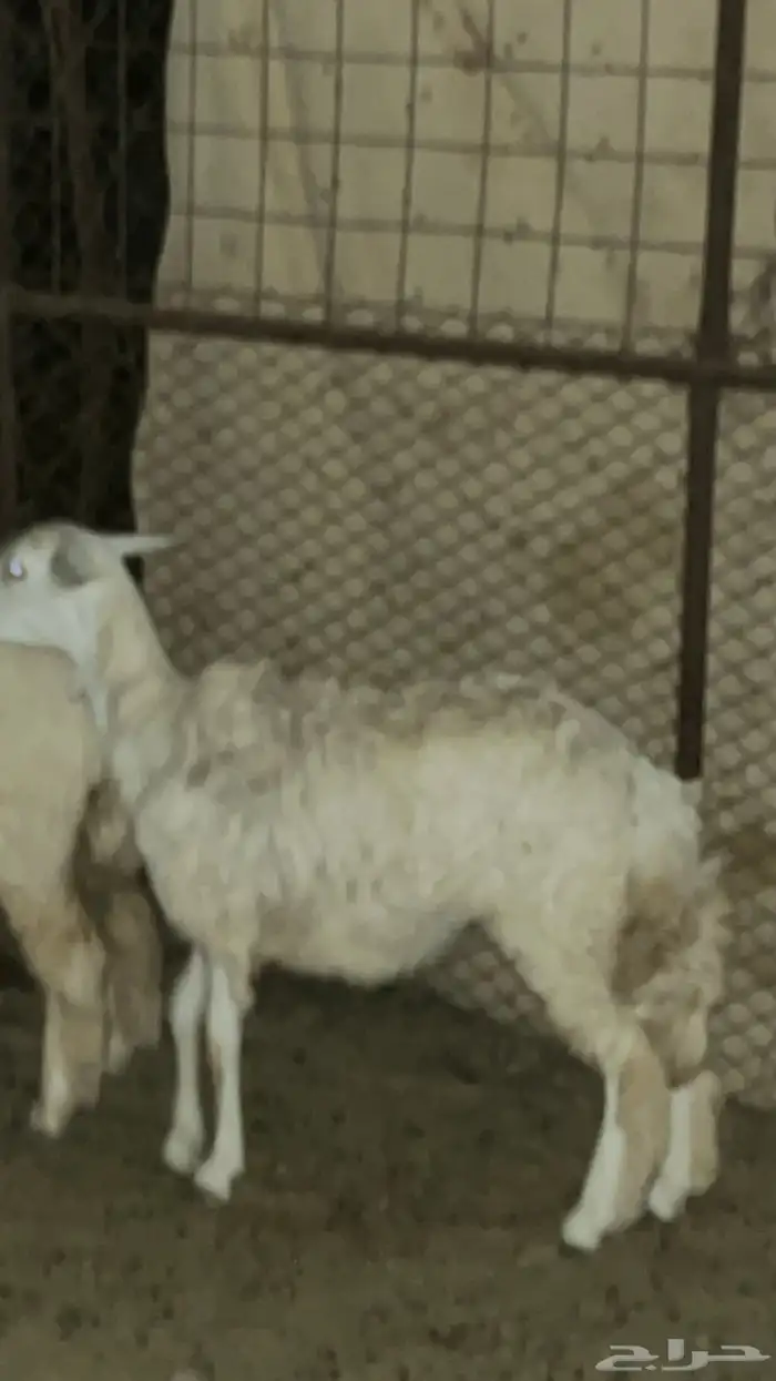 السلام عليكم 1