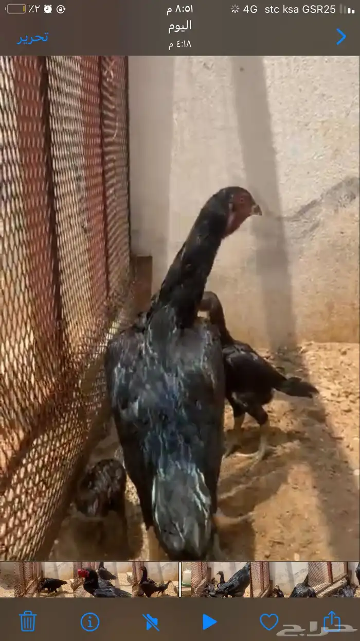 صيصان شامو الماني تم تحديث الصور 1