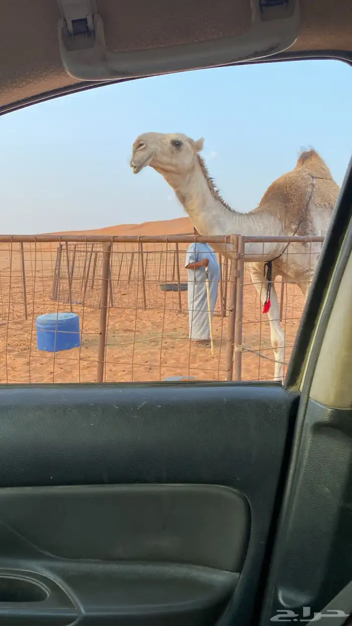 بكر شقحا ثنيه كفوو اقدمو ياعشاقه الزين 0