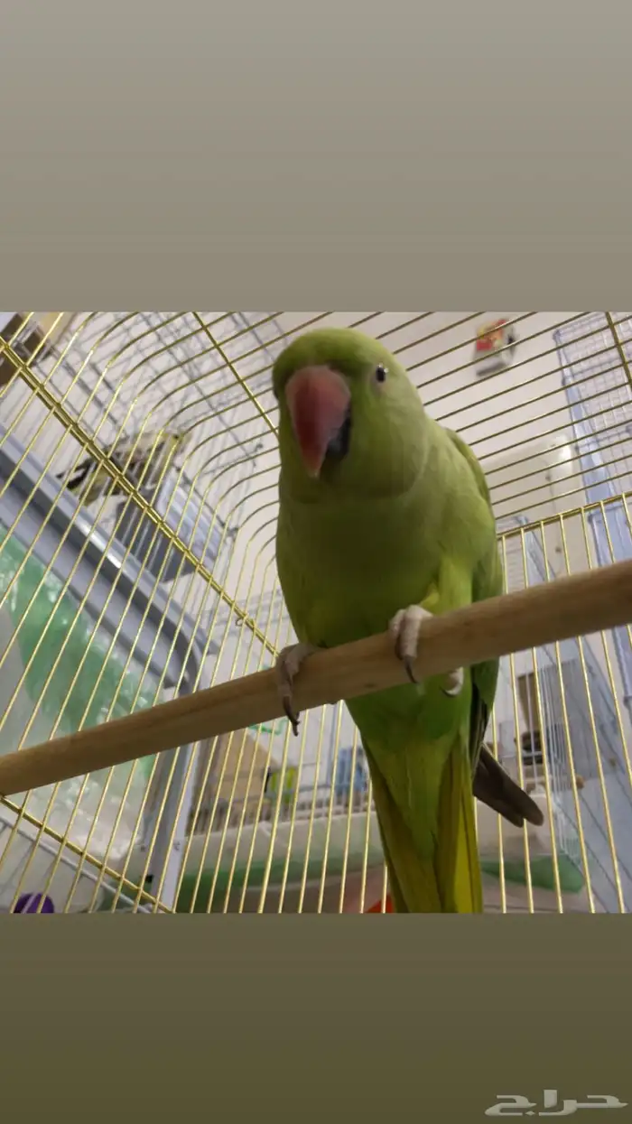 بغبغا الدره هندي 1