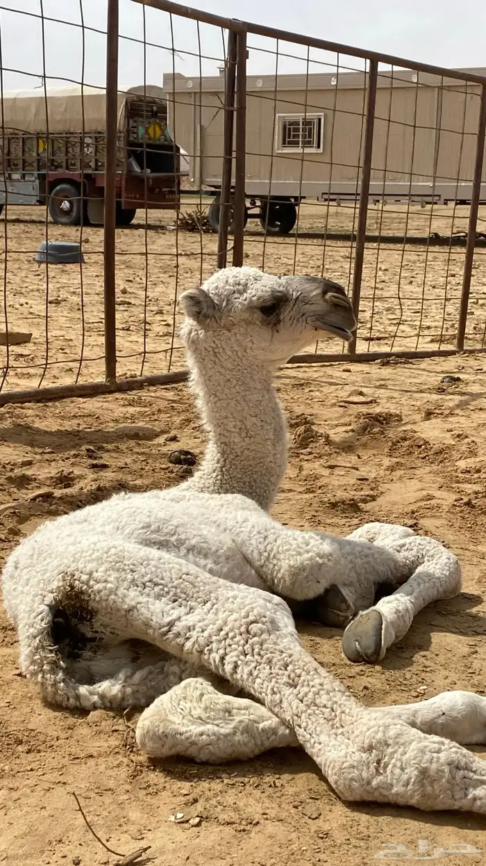 بكر شقحا ثنيه كفوو اقدمو ياعشاقه الزين 2