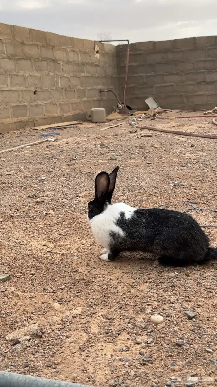ارانب للبيع 0