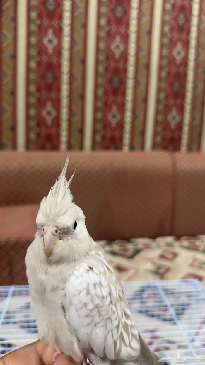 كروان هولندي ذكر 0