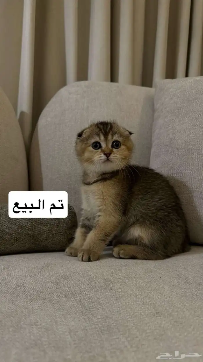 قطط سكوتش تربل فولد وبرتش 1