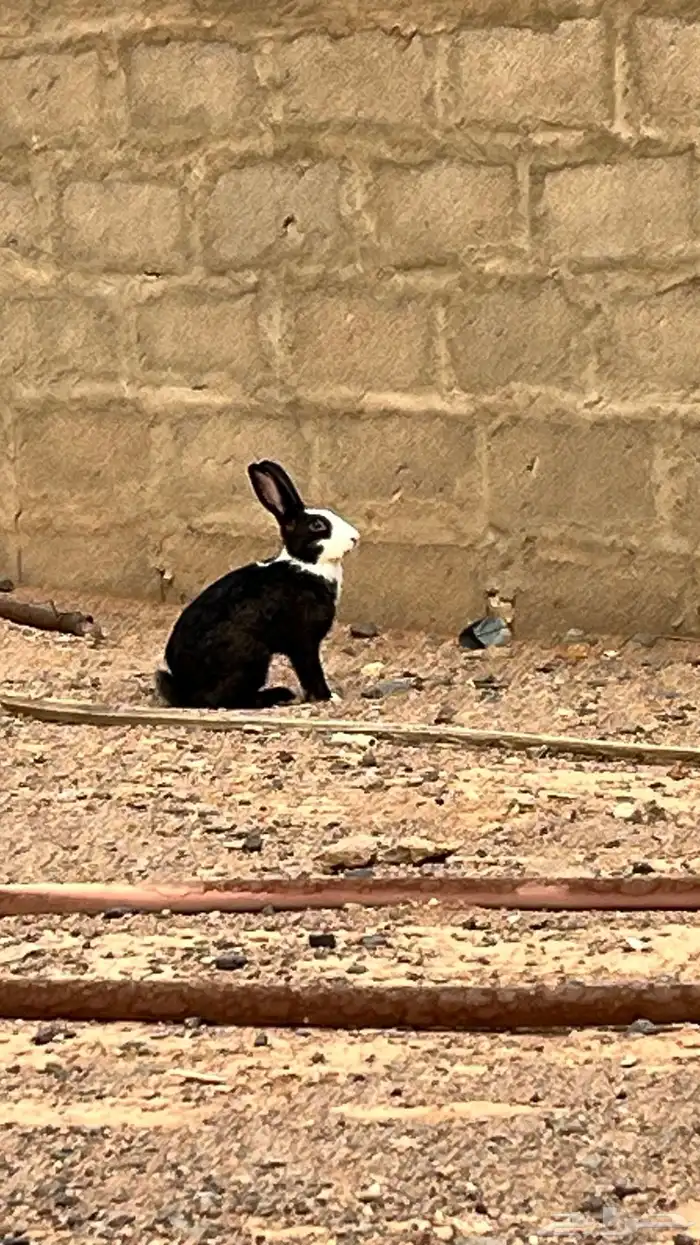 ارانب للبيع 1