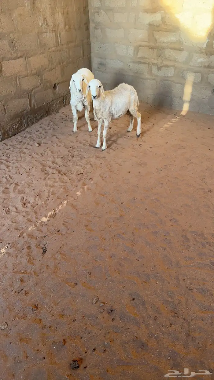 رخال حريات 1