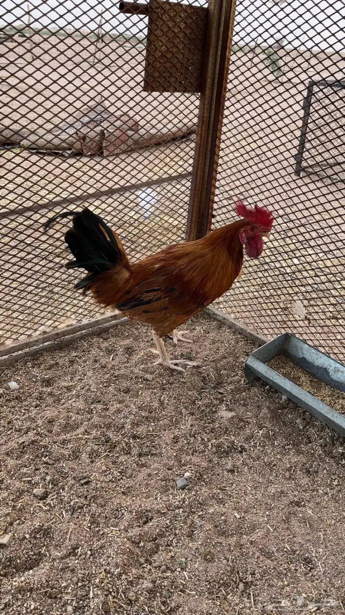 للبيع ديك للتواصل 2