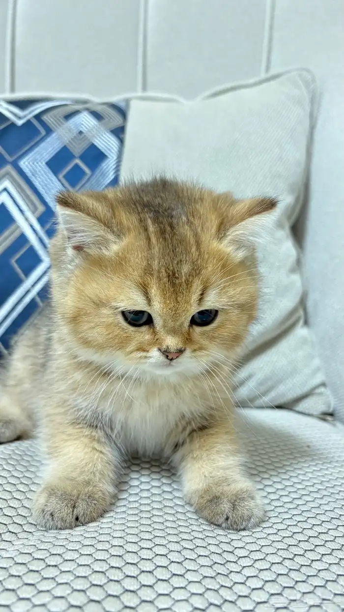 قطط سكوتش 5