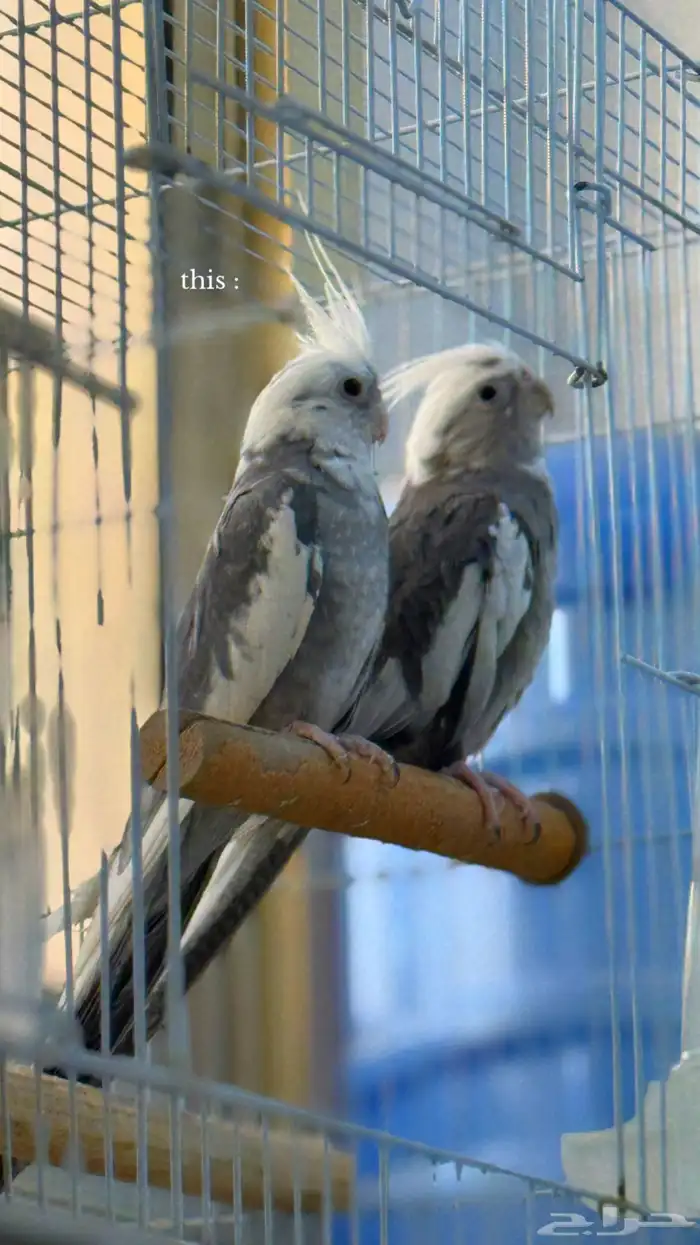 جوز كروان منتج 0