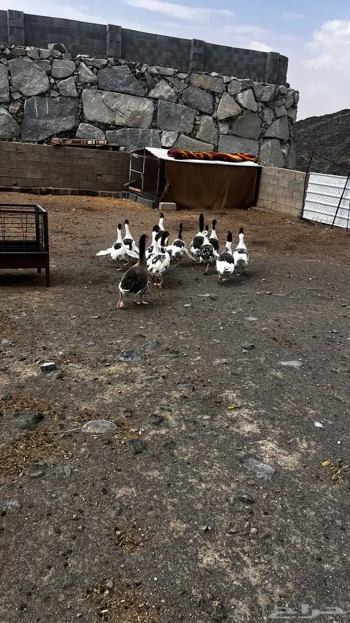 وز للبيع 2