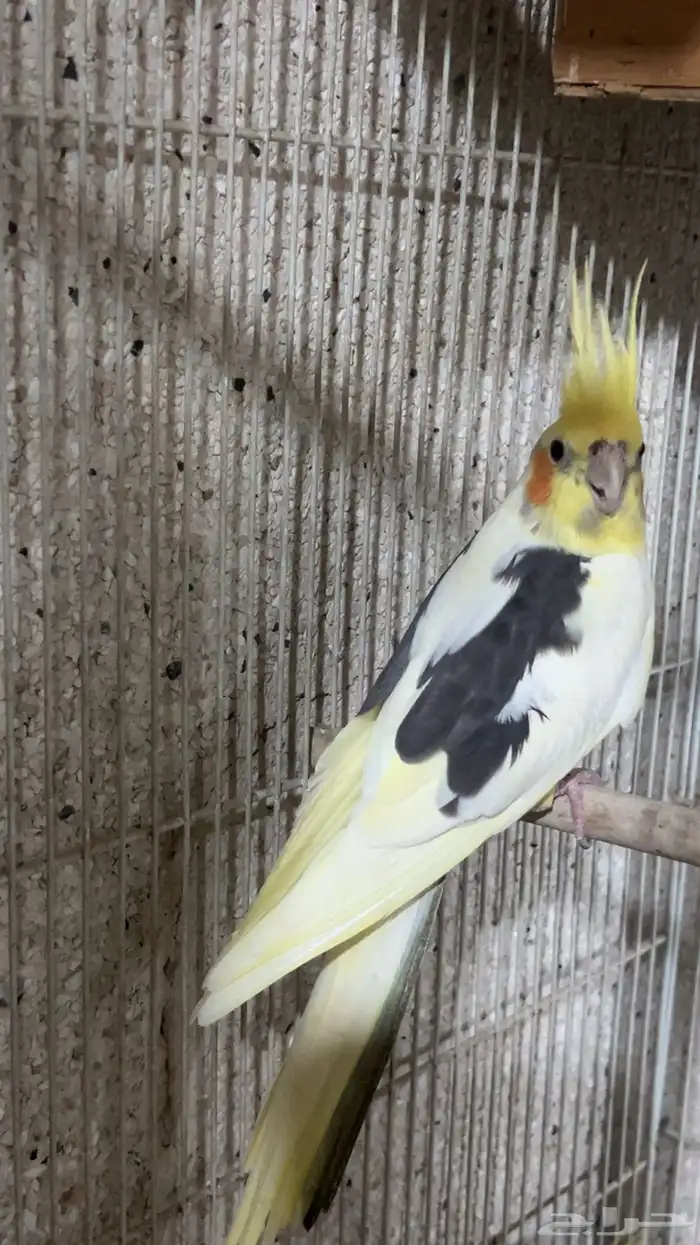للبيع ذكر كروان بايد الي توقف عليه سومه نصيبه 1
