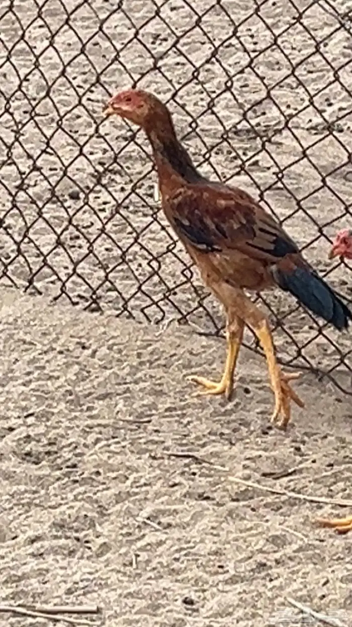 دجاج باكستانية مع ثلاثة 1