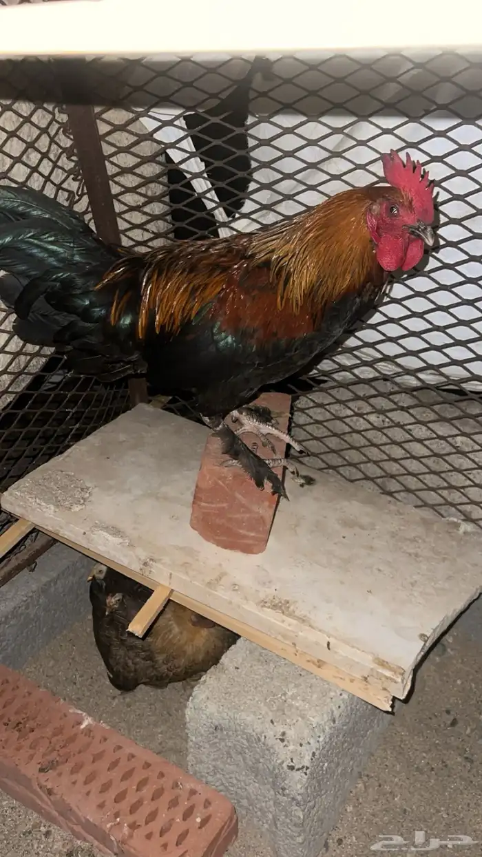 دجاج للبيع 0