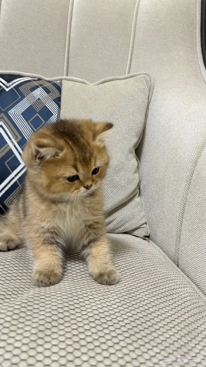 قطط سكوتش 3