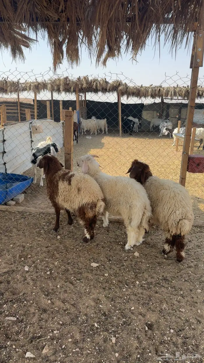 طليان نعيم خروف و رخلتين 3