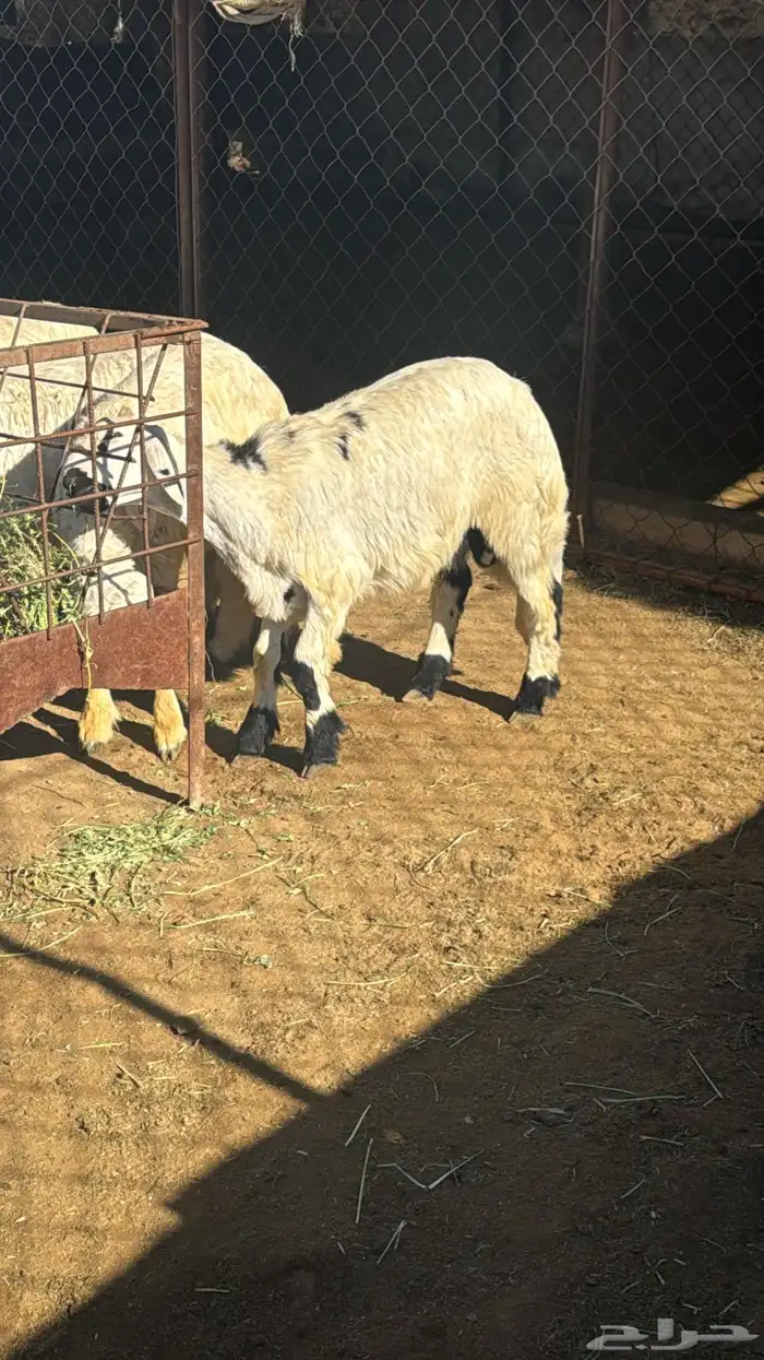 يوجد خرفان ورخال حريه بلدي علي الشرط مع السلخ والتوصيل 11