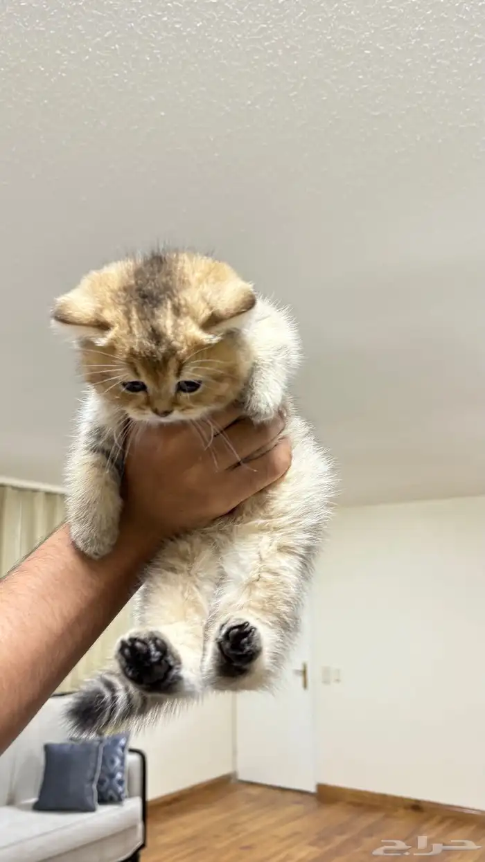 قطط سكوتش 1