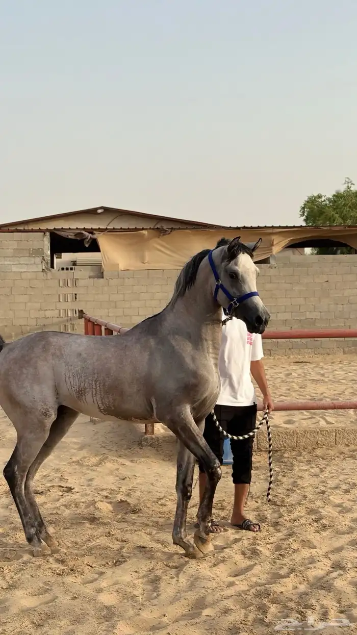 مهر مسجل سليم من كل شي وصحه ممتاز 2