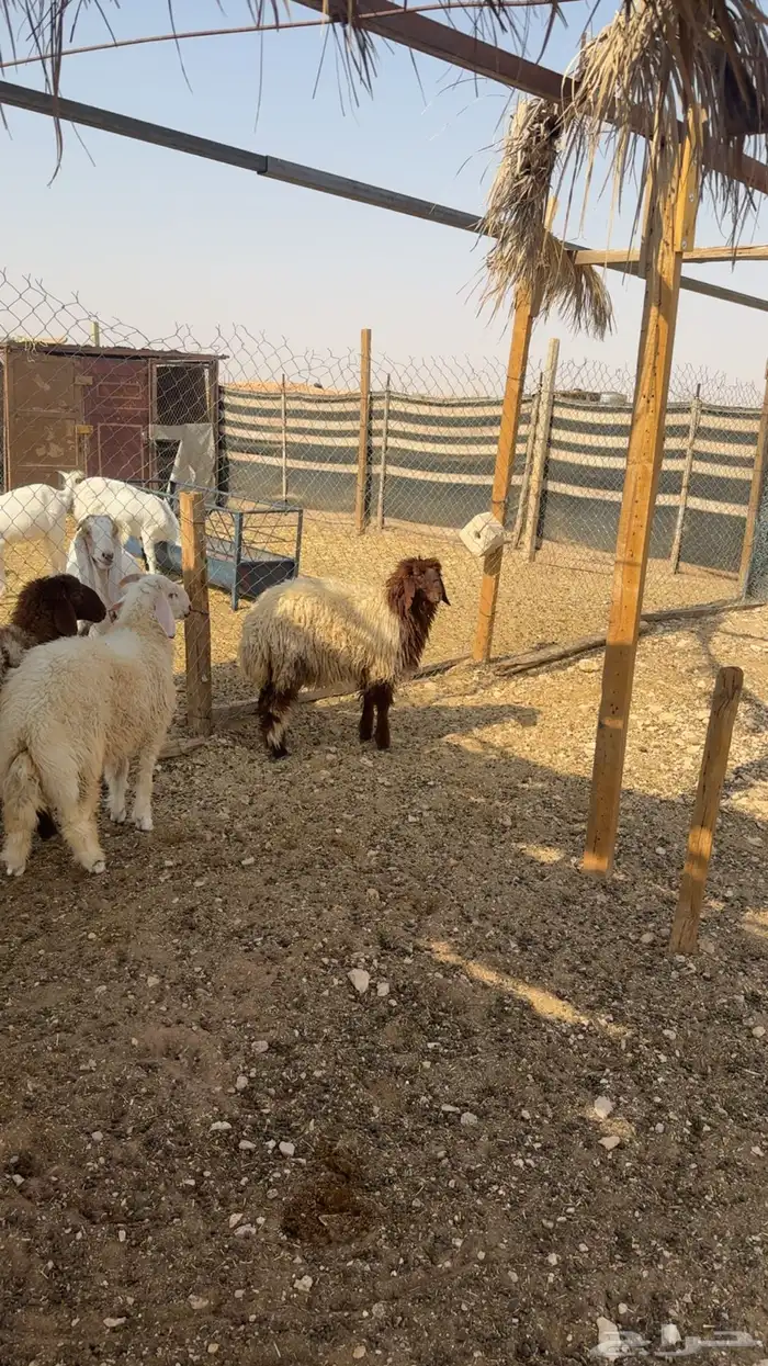 طليان نعيم خروف و رخلتين 2