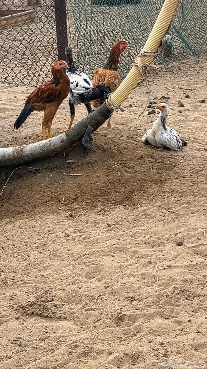 دجاج باكستانية مع ثلاثة 3