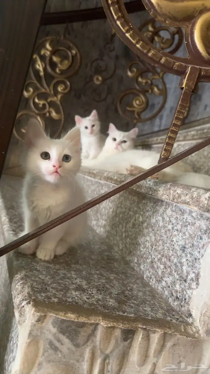 نوعين ذكر وانثى 0