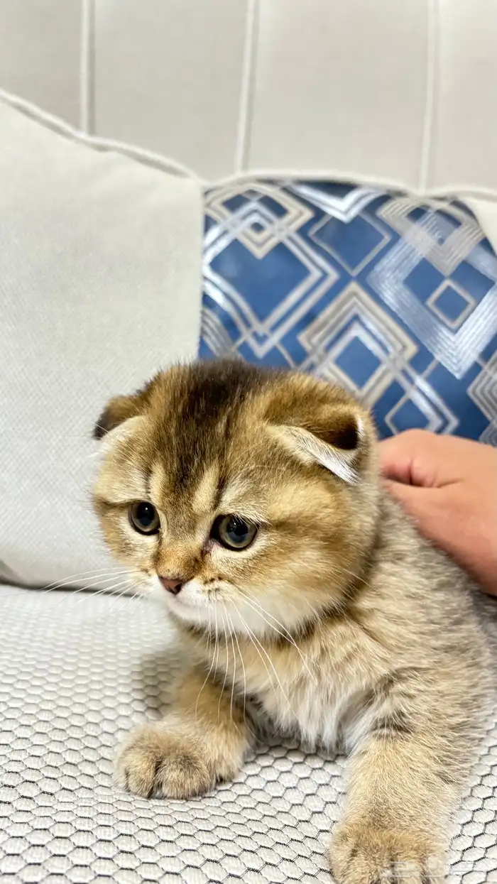 قطط سكوتش 12