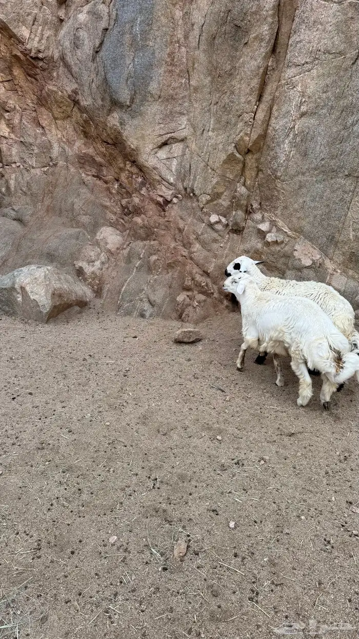 للبيع خرفان بلديات 3