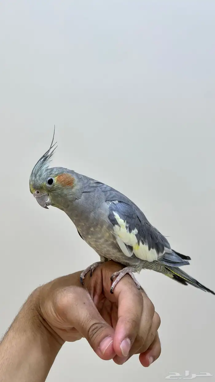 انثى كروان 0