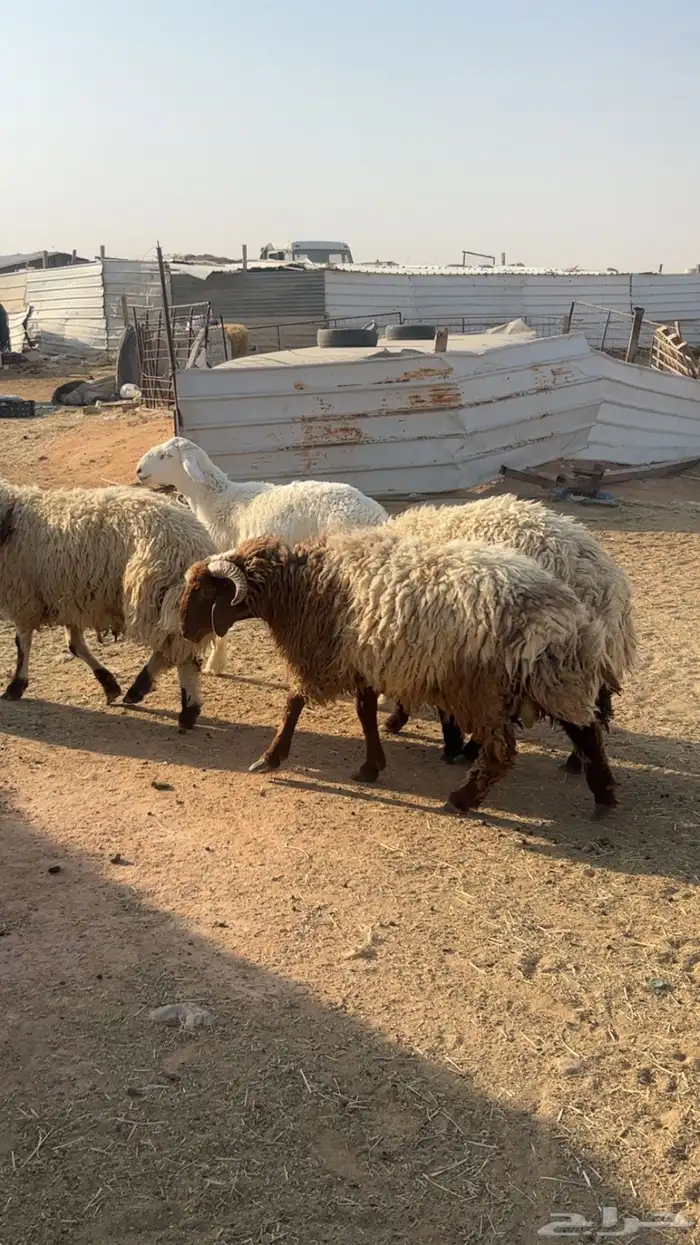 خرفان نعيم وحريات 4