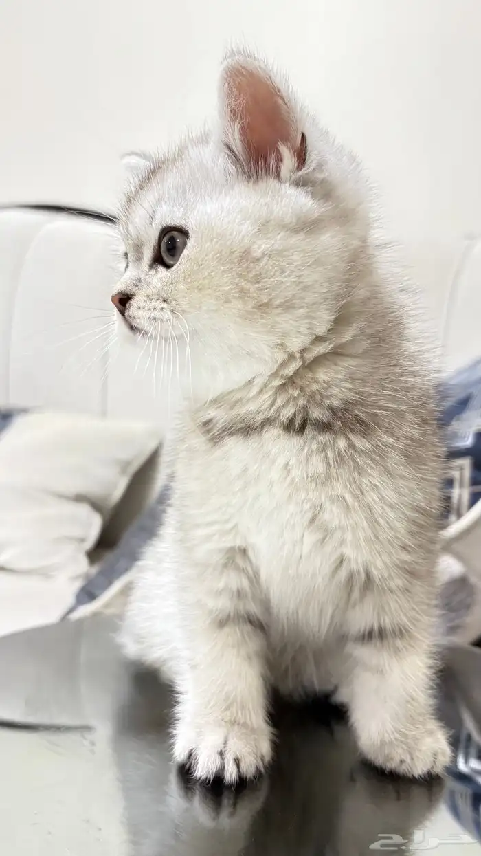 قطط سكوتش 16