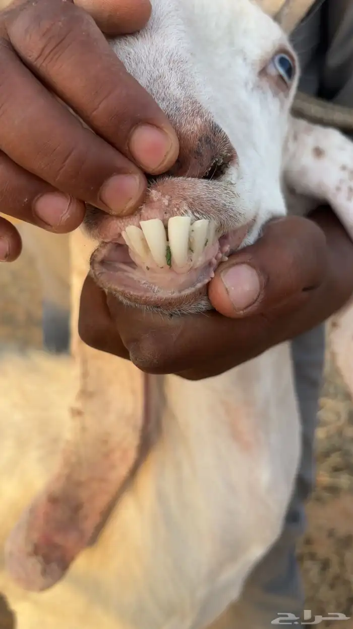 عنز جرمها متبع تحتها جفرتين 0