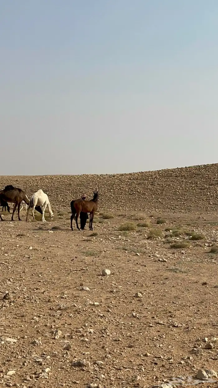 حصان عربي شعبي 5