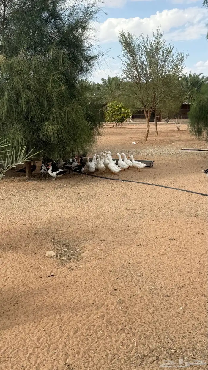 بط بكيفيني ومصري 0