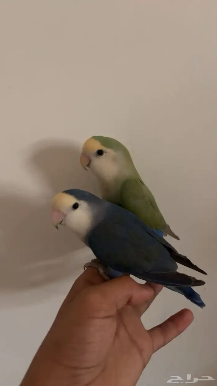 جوز روز انتاج 3
