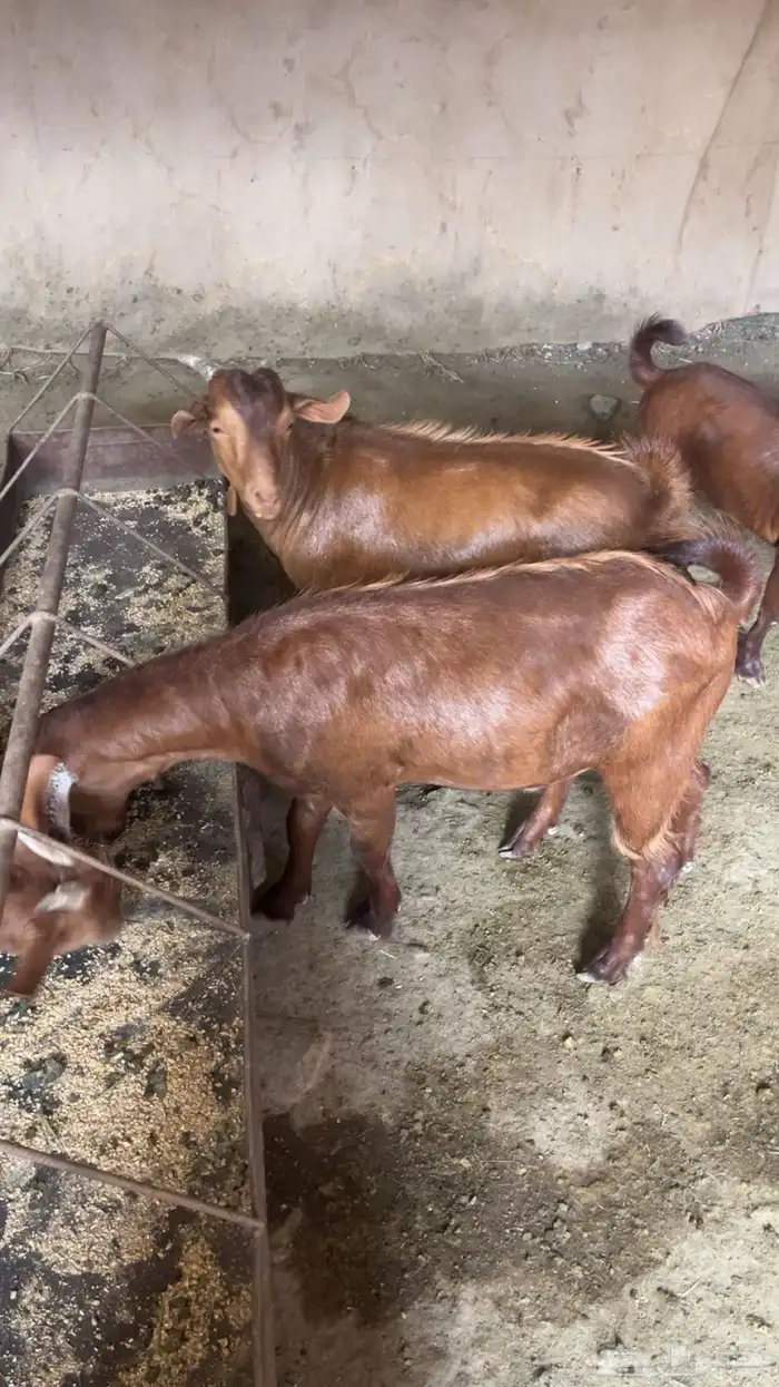 2 تيوس دهم 4