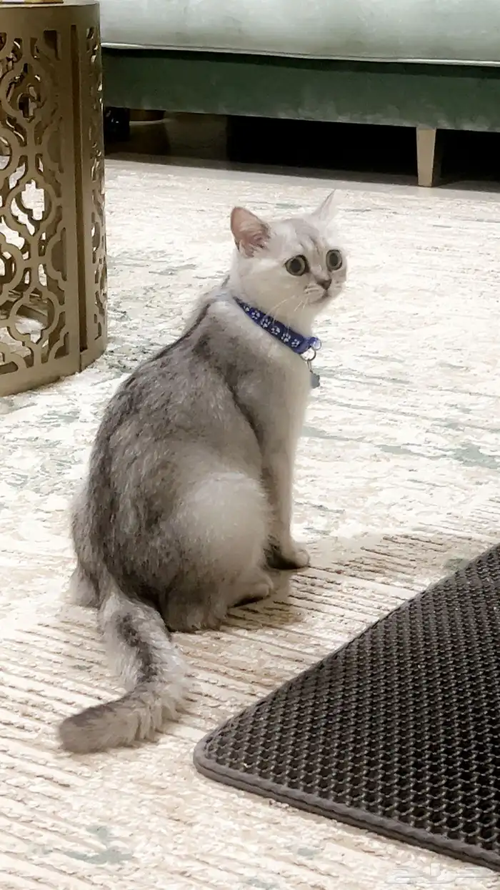 سكوتش حامل للتبني 0