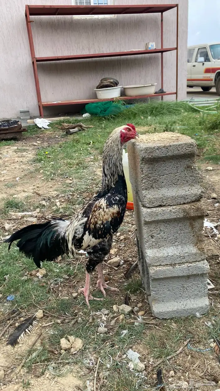 ديك سندي بشاير 1